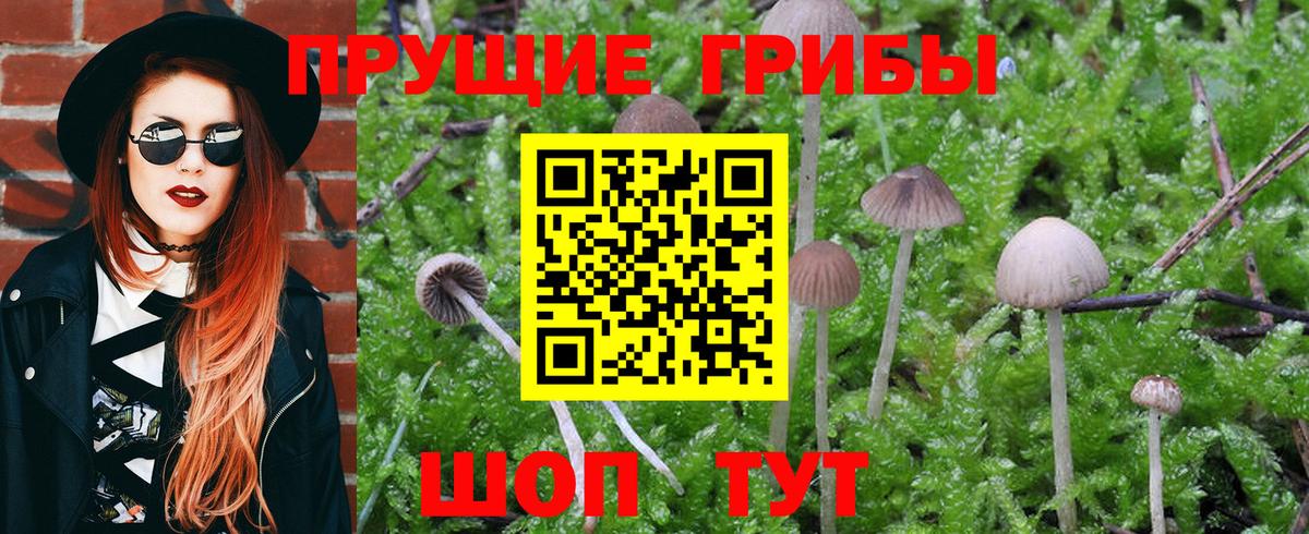 Галлюциногенные грибы Psilocybine cubensis Белгород
